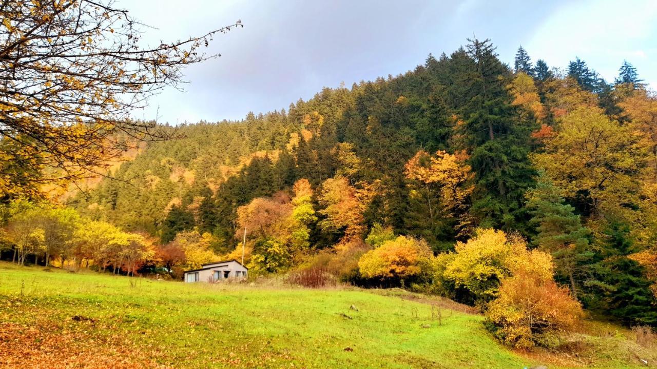 Cozy House In The Forest Borjomi Dış mekan fotoğraf
