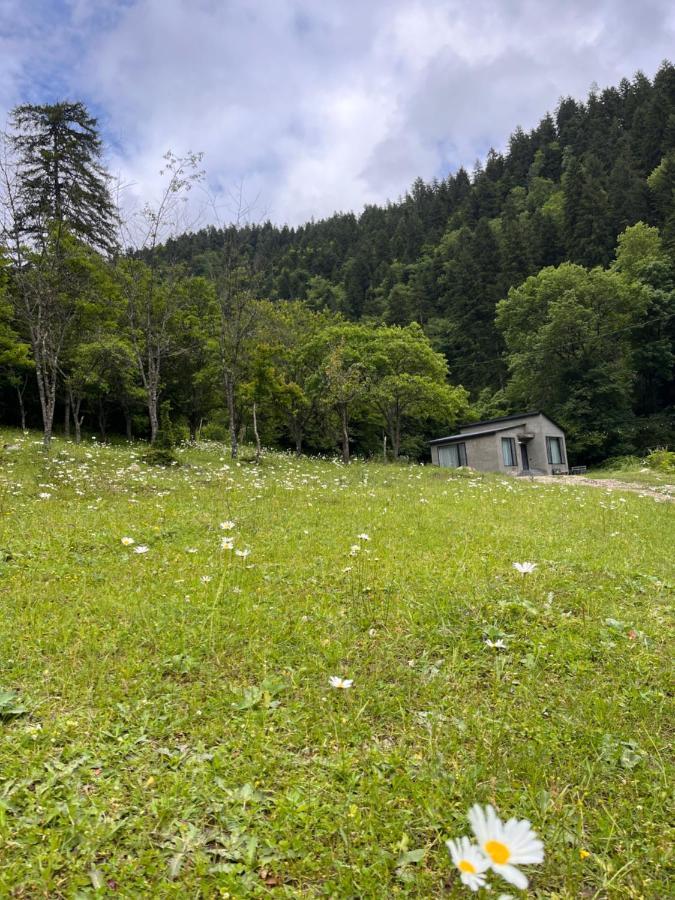 Cozy House In The Forest Borjomi Dış mekan fotoğraf